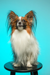 Studio portrait of a small yawning puppy Papillon