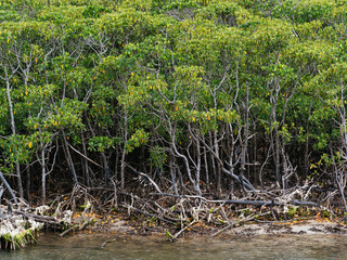 マングローブの森