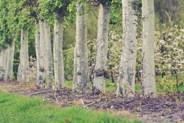 Fototapeta premium Row of the trees in the park