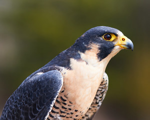 Peregrine Falcon