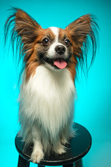 Studio portrait of a small yawning puppy Papillon