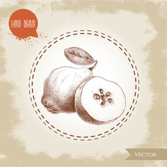 Hand drawn sketch style illustration of quince, half quince. Vector fruit illustration.