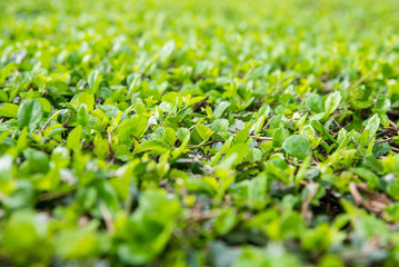 Ornamental shrubs ,Wall shrubs in outdoor.