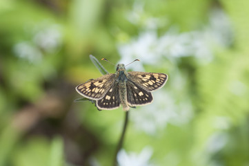 A male Chequered Skipper (Carterocephalus palaemon) basking.