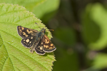 A male Chequered Skipper (Carterocephalus palaemon) basking.