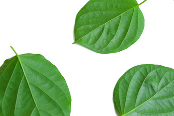Green leaves on white background