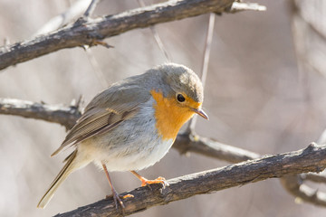 robin on a branch