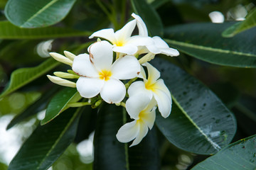 Obraz na płótnie Canvas White Plumeria or frangipani. Sweet scent from white Plumeria flowers in the garden.