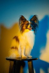 Studio portrait of a small yawning puppy Papillon