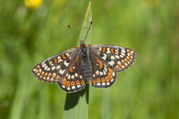 A female Marsh Fritillary (Euphydryas aurinia) basking.