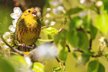 yellowhammer of spring pear blossom sings the song