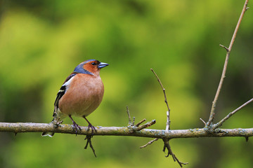 Fringilla coelebs sitting on a branch