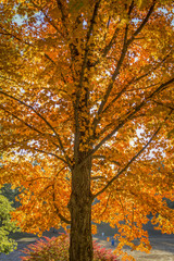 Fototapeta premium Fall tree