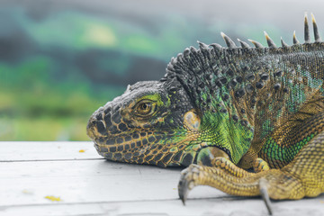 Green iguana profile detail with green background. Lizard's head close-up view. Small wild animal looks like a dragon.