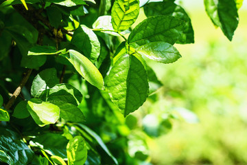 Fototapeta na wymiar Nature leaf background with selective focus