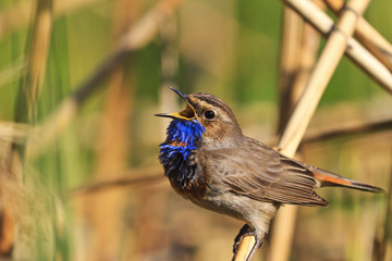 Luscinia svecica sings the song widely exposing the beak