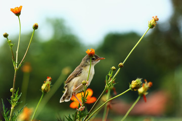 Warbler small on yellow flower branch in garden outdoor