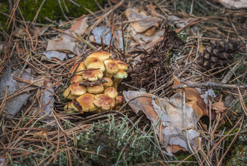 Colony of yellow mushrooms in a coniferous forest