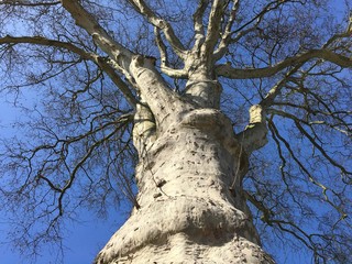 Plane tree spring blue sky 