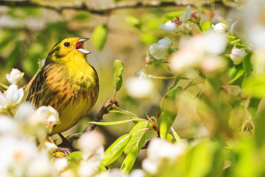 Song birds singing in the flowers in the trees
