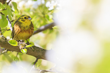yellow bird of spring apple blossom