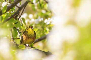 yellow bird of spring flowers