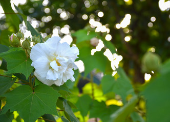 white flower on green  natural background