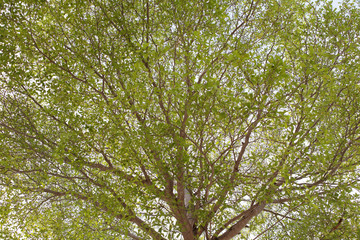 Terminalia ivorensis Chev tree background.