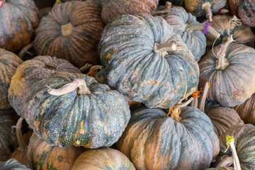 group of green pumpkin for the background