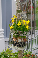 Fresh narcissus in decorative cage hanging on a tree © yulyao
