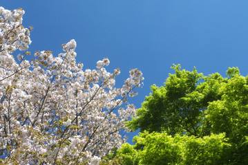 桜と新緑と青空