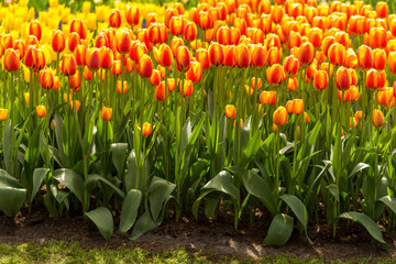 Obraz premium Keukenhof