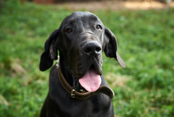 thoroughbred dog, walk, animal