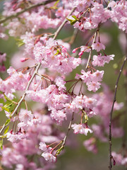 しだれ桜