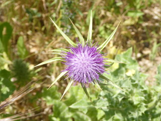 nature flower green bloom blossom