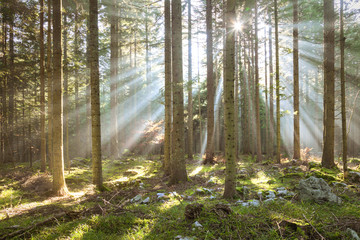 Obraz premium Ranku słońca promienie w lasowego drzewa krajobrazie.