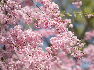 しだれ桜