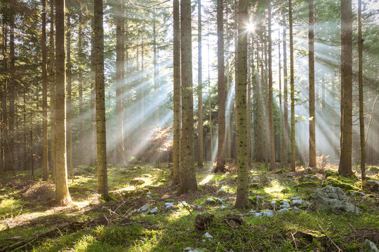 Fototapeta Morning sun rays in forest tree landscape.