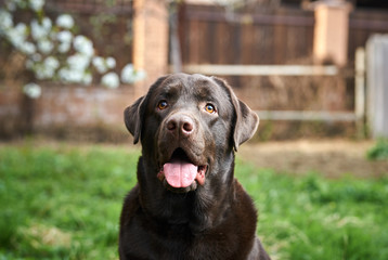thoroughbred dog, walk, animal