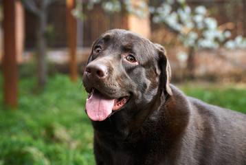 thoroughbred dog, walk, animal