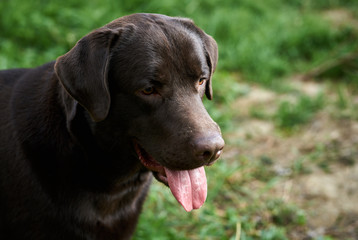 black dog in the nature