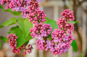 Fototapeta premium Green branch with spring beautiful purple lilac flowers in countryside garden with a blurred background. Selective focus