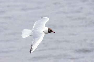 gull flying above the water