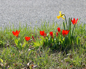 Fr&uuml;hling an der Strasse