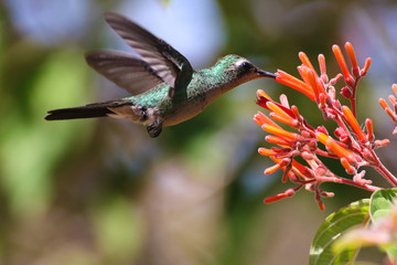 Cuban Emerald Hummingbird , Chlorostilbon ricodi