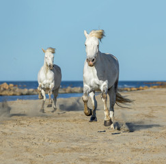 White Camargue Horses galloping along the beach in Parc Regional
