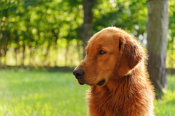 Portrait of a Golden Retriever dog on nature.
