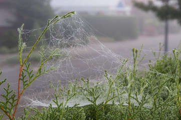 Spinnennetz mit Wassertröpfchen.