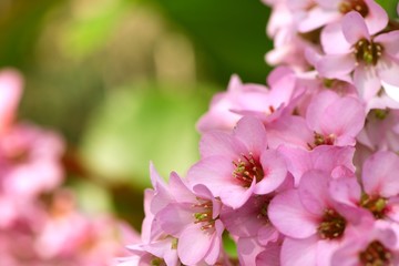 Closeup of beautiful pink Bergenia cordifolia flowers (Elephant's ears, Badan)