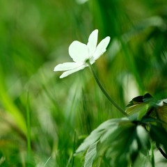 Closeup of a white Anemone nemorosa flower against soft green background